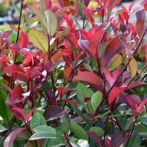 Photinia little red robin - photinia, 'little