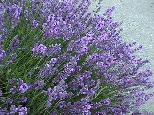 Lavender common english 1000 - common,