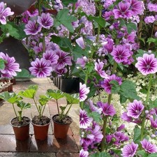 Malva Zebrina (Zebra Mallow)
