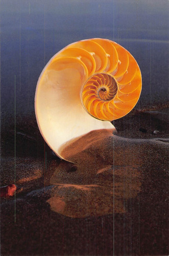Postcard chambered nautilus - chambered,