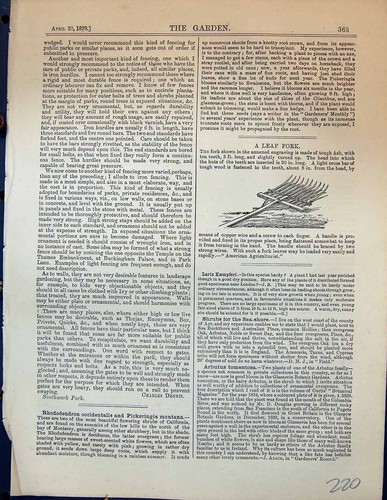 Original old antique - antique, print