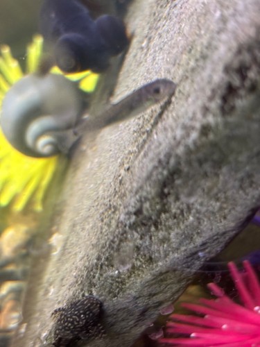 Live mystery snails - mystery, freshwater