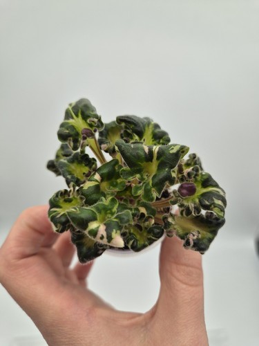 Variegated ornamental leaves