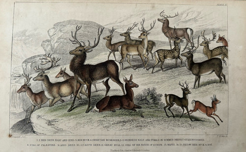 Antique print red - antique, deer