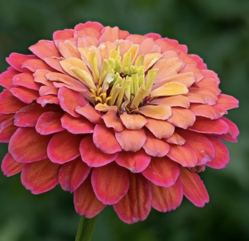 Zinnia elegans plug plants - zinnia,