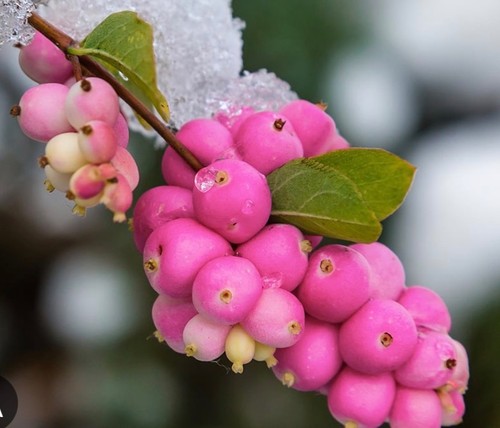 Symphoricarpos magical candy - symphoricarpos,