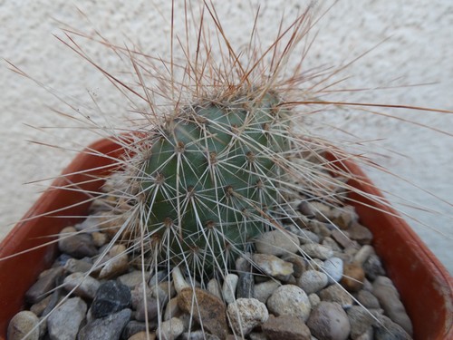 Opuntia erinacea columbiana - opuntia,