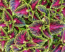 Coleus wizard mix 100x seeds - mix,