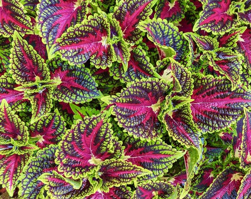 Coleus wizard mix 100x - wizard,