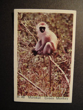 DANDY GUM WILD ANIMALS DANISH