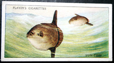 SUN FISH  Mola Mola   Vintage