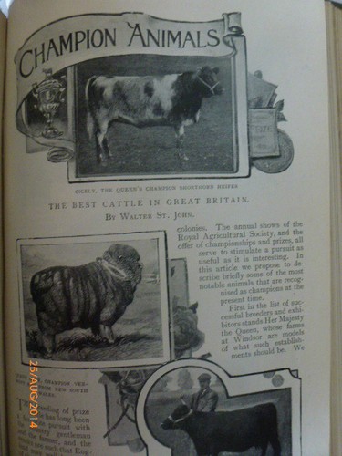 Champion animals cattle show - animals,