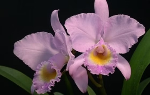 Rare cattleya trianaei - rare,