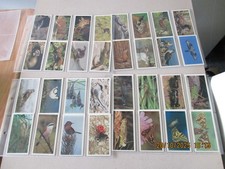 John Player & Sons Doncella