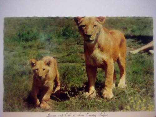 Grand prairie texas - grand, lion