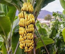 50 x banana tree seeds. Musa