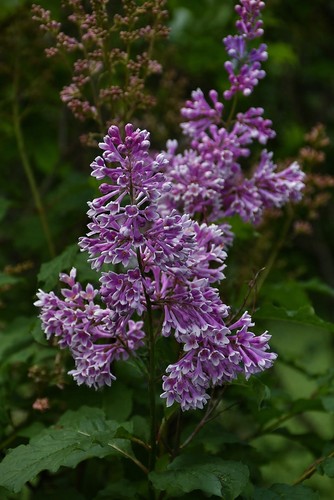 Lilac seeds fragrant - lilac,
