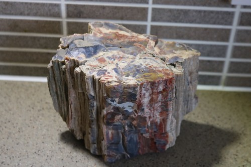 Stunning petrified fossil - fossil, wood