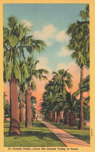 Stately palms palm trees - stately,