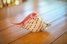 Vintage - Hand Blown Seashell