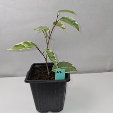 Ficus benjamina