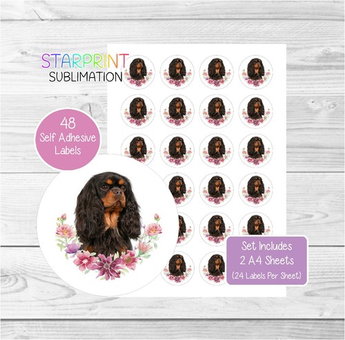 Cavalier king charles spaniel - cavalier,