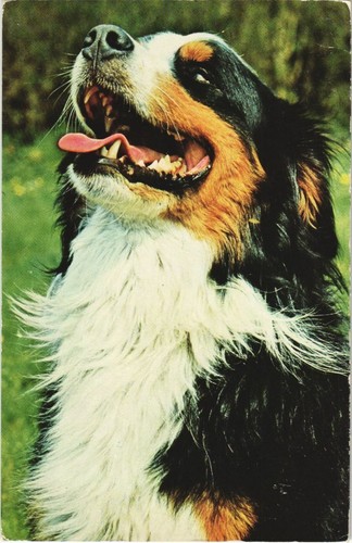 Cpa bouvier bernois dog - bouvier,