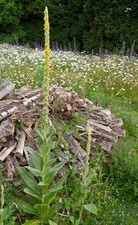 Herb - Greater Mullein -