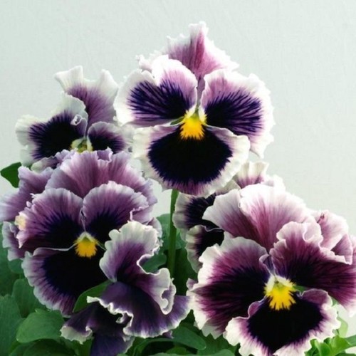 Italian pansy seeds flamenko - italian,