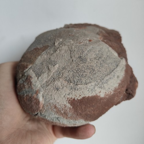 Jurassic age dinosaur egg - jurassic,