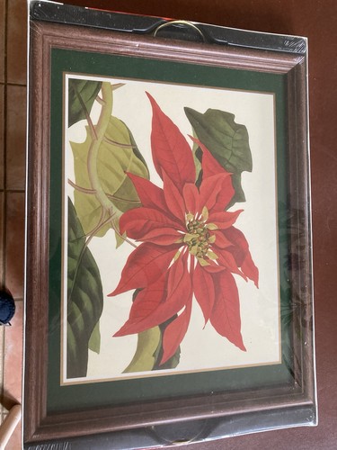 Vintage pimpernel poinsettia - pimpernel,