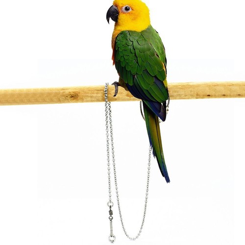 Training parrot foot - training,