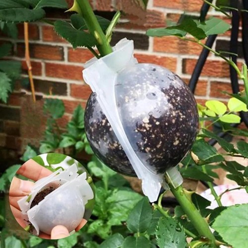 Plant rooting ball air - rooting,