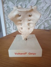 Vintage Voltarol Geigy Anatomical Model Advertising Piece Sacrum Coccyx Spine