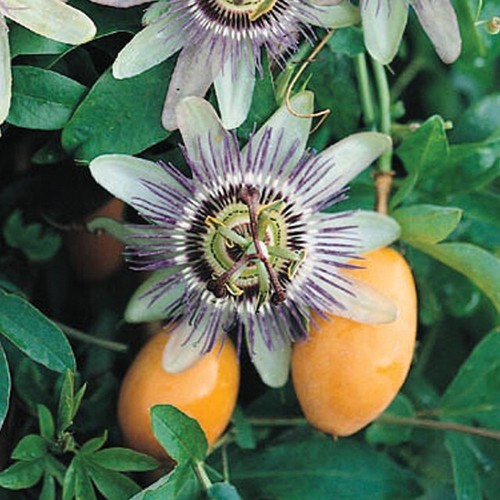 Passion fruit flower cold - fruit,