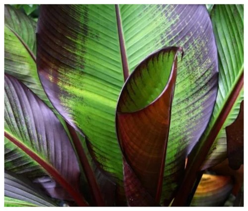 Ensete maurelii red - maurelii|,