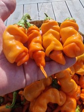 Peters Pepper Orange Chilli Seeds – 10 Rare Hot Pepper Seeds - UK Seller