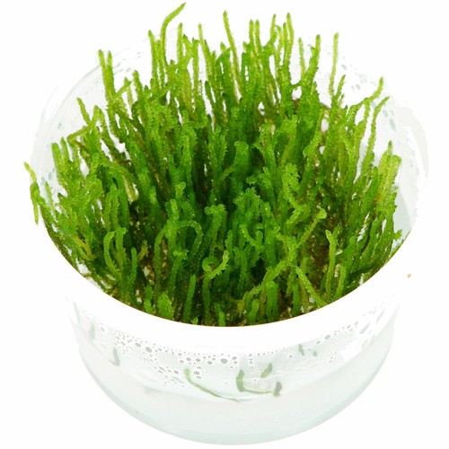 Flame moss live tropical - moss,