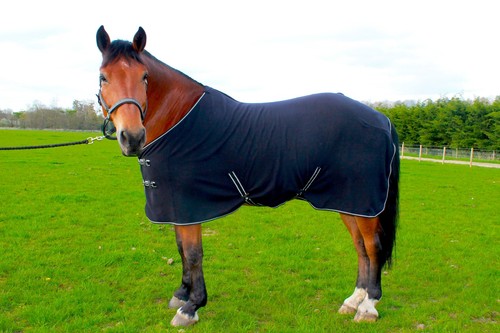 New horse cob pony - pony, show