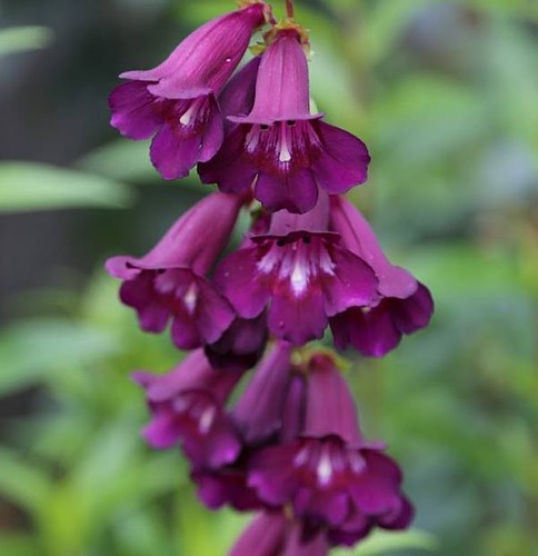 Beardtongues penstemon - beardtongues,