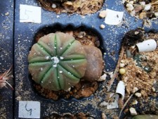 Astrophytum asterias