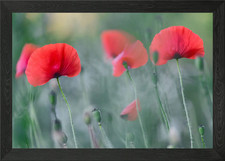 Red poppies field Framed Wall