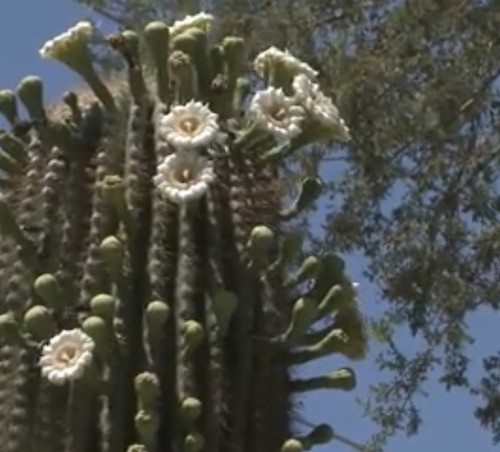 Saguaro cactus seeds - 25++,