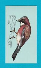 BRITISH BIRDS - TETLEY TEA - CARD NO. 20  -  JAY  -  1970