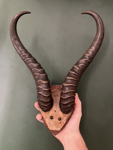 Antique taxidermy horns skull - horns,