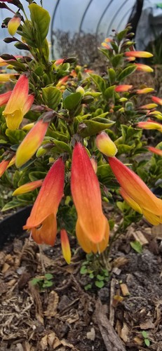 Jacobinia pauciflora brazilian - jacobinia,