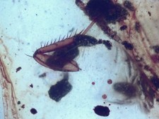 Fossil Burmese Amber Insect Limbs Cretaceous 100 Million Years Old