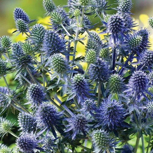 Eryngium planum - planum, holly)