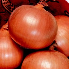 20  Onion Bare Root Plants | Toughball | Overwinter| Ready Now
