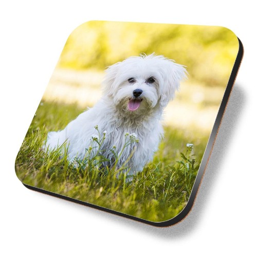 Square mdf coaster cute white - square,
